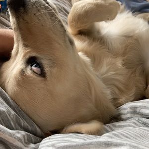 Meet your Posher, Seamus